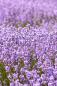 Preview: mysenso refill i grandi classici no 87 lavanda 240ml my senso raumduft