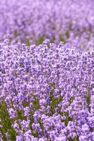 mysenso refill i grandi classici no 87 lavanda 240ml my senso raumduft